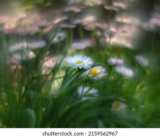 Variety of flowers and plants with swirling helios bokeh.