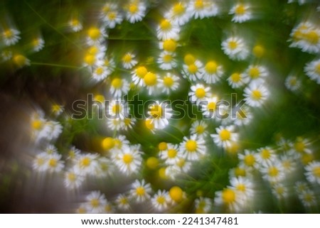 Foto Bild Herbstblümchen Natur