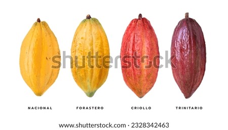 Variety of fresh cocoa pods isolated on white background. Clipping path. 