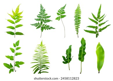 variety of fresh fern leaves isolated in a white background. Green leaves isolated on white background. environment or forest design elements