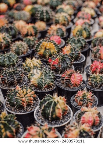 Variety of green cactus plants in pots. Cactus farming as a hobby concept. Small cactus collection succulent plant in mini pots, selective focus. Mini cactus in pot concept.