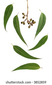 A Variety Of Gum Leaves And Gumnuts, Well Isolated On White.  Easy To Select What You Need!