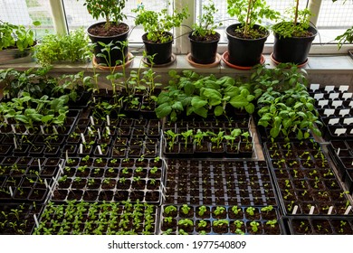 Variety of home-grown young plants and seedlings in germination trays and small pots. Own fruits and vegetables. - Powered by Shutterstock