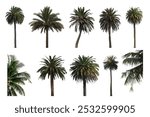 Variety of Isolated Palm Trees on White Background – Tropical Nature Stock Collection