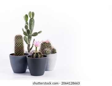 Variety of potted cacti (Gymnocalycium mihanovichii, Mammillaria, Opuntia microdasys) isolated on white background. Copy space