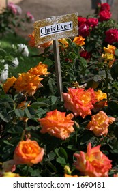 A Variety Of Roses That Are Called Chris Evert.