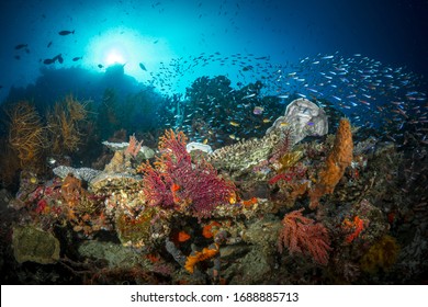 A variety of schooling fish swimming above pristine coral reef