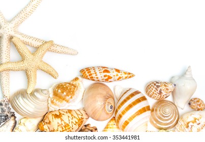 Variety Of Sea Shells  On A White Background