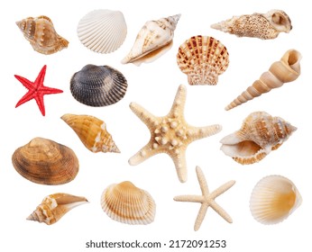 Variety of seashells and starfish isolated on white background. Collection of seashells for you design.