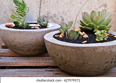 Variety of succulents in cement planters - Powered by Shutterstock