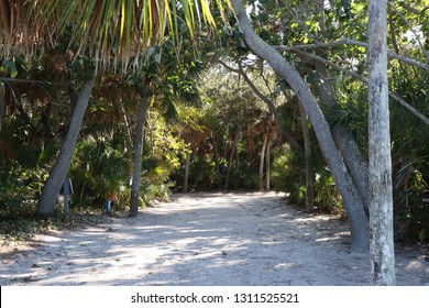 Variety Of Trees And Palms At An Empty Camp Site At Fort De Soto, Florida