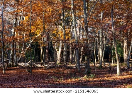 A variety of trees in their Autumn colors