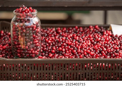 A variety of vibrant cranberries fills a basket, with a glass jar showcasing more. - Powered by Shutterstock