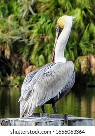 Variety Of Water Birds At Hanna Park Lake.