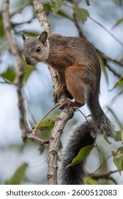 Varigated Squirrel, Sciurus variegatoides, Costa Rica