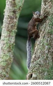 Varigated Squirrel, Sciurus variegatoides, Costa Rica