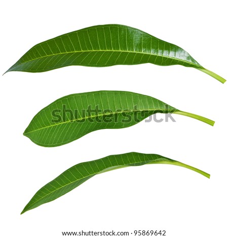 Various angles of mango leaves