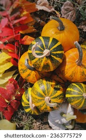 Various assortment of pumpkins on fallen leaves ground. Autumn harvest.