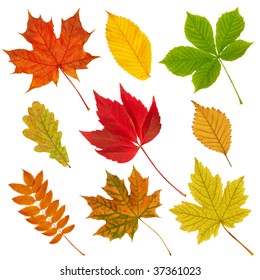 Collection Tree Leaves Isolated On White Stock Photo 113276401 ...