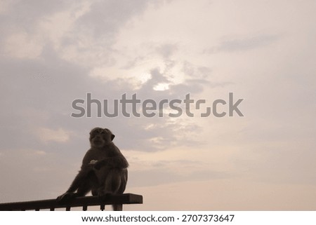 Various behavioral patterns, expressions, and glances of monkeys eating breakfast at the Khao Sam Muk Observatory in Bang Saen, Thailand.
