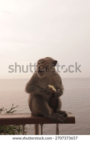 Various behavioral patterns, expressions, and glances of monkeys eating breakfast at the Khao Sam Muk Observatory in Bang Saen, Thailand.
