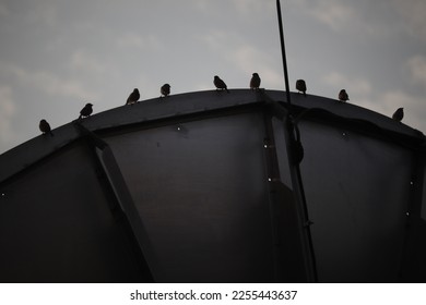 Various Birds Collection. Different birds in the natural habitats. Peacock, Myna, Caged parrot, dove, Fantail, Eagle, sparrows, birds silhouette. - Shutterstock ID 2255443637