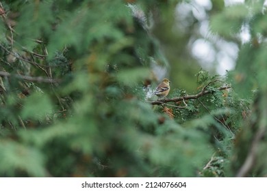 Various Birds Of Southern Ontario Canada 