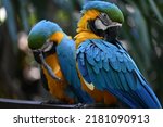 Various birds taken at Currumbin Wildlife Sanctuary, Queensland Australia