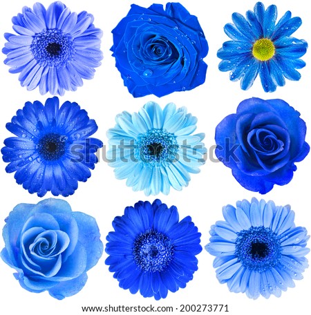 Various Blue Flowers Head top view close up Selection Isolated on White Background