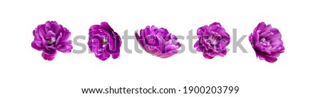 Various buds of purple tulip isolated on white background. Creative floral composition with tulips. Spring blossom concept, nature layout, beautiful flowers for your design