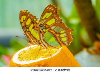 Various Butterflies Feed In The Butterfly House

