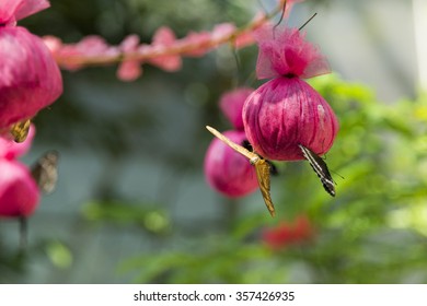 Various butterflies are feed by using pink bags.