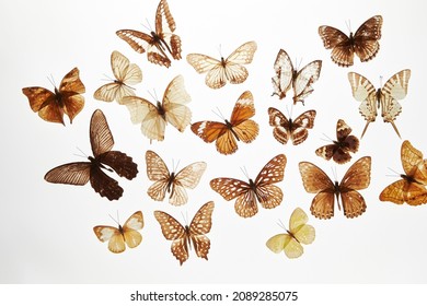 Various butterfly specimens on a white background