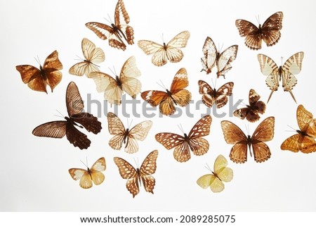 Various butterfly specimens on a white background