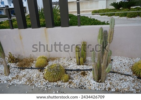 Various cacti grow on a flower bed in September. A cactus, pl. cacti, cactuses, is a member of the plant family Cactaceae. Rhodes Island, Greece