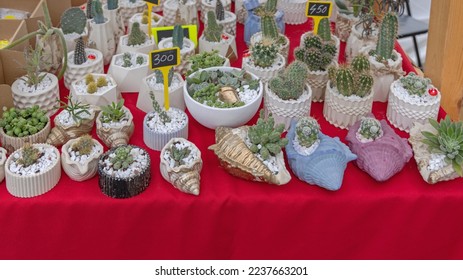 Various Cactus Plants in Pots for Sale at Flowers Market