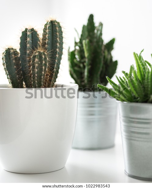 Various Cactus Succulent Plants Diffe Pots Stock Photo Edit