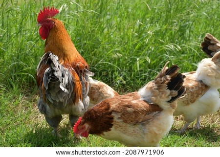 Similar – Chickens on meadow. Food