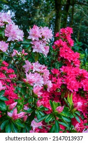 Various color Azalea flowers in park garden during spring. Small bright flowers in bloom. Vertical image.  