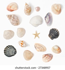 Various Color Shell Isolated On White