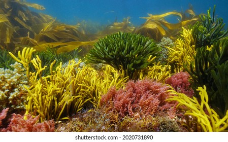 Various Colorful Algae Seaweeds Underwater On The Ocean Floor, Eastern Atlantic, Spain, Galicia