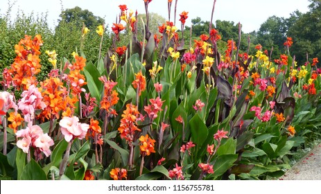 
Various and colorful Canna L. flowers, Cannaceae family
