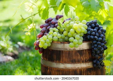 Various Colorful Grapes On Wine Barrel On Outdoor Sunny Garden