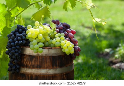 Various Colorful Grapes On Wine Barrel On Outdoor Sunny Garden With Copy Space