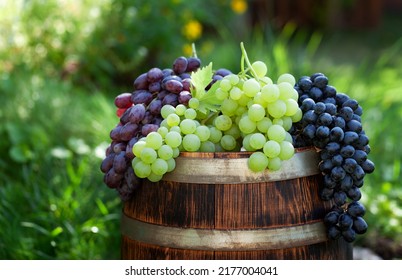 Various Colorful Grapes On Wine Barrel On Outdoor Sunny Garden