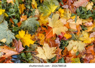 Various colorful maple leaves fallen on ground. Yellow, red, green leafs. Raindrops on leaf. Foliage carpet. HDR close up photo. Morning dew on plants. Autumn concept. - Powered by Shutterstock