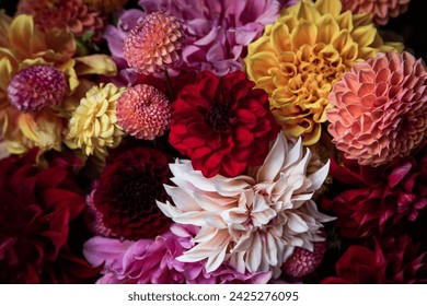 Various colours and shapes of dahlia flowers