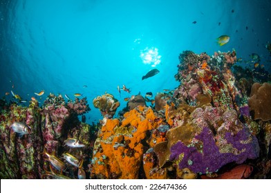 Various coral fishes, squirrelfish swimming above coral reefs in Gili, Lombok, Nusa Tenggara Barat, Indonesia underwater photo. There are sponges, Spotfin squirrelfish Neoniphon sammara - Shutterstock ID 226474366