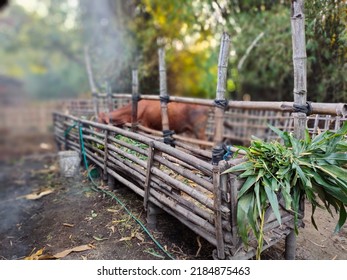 Various cow mangers are made of bamboo.