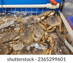 various crabs and other sea creatures sold for food in a Chinese grocery store in British Columbia Vancouver september 2023
